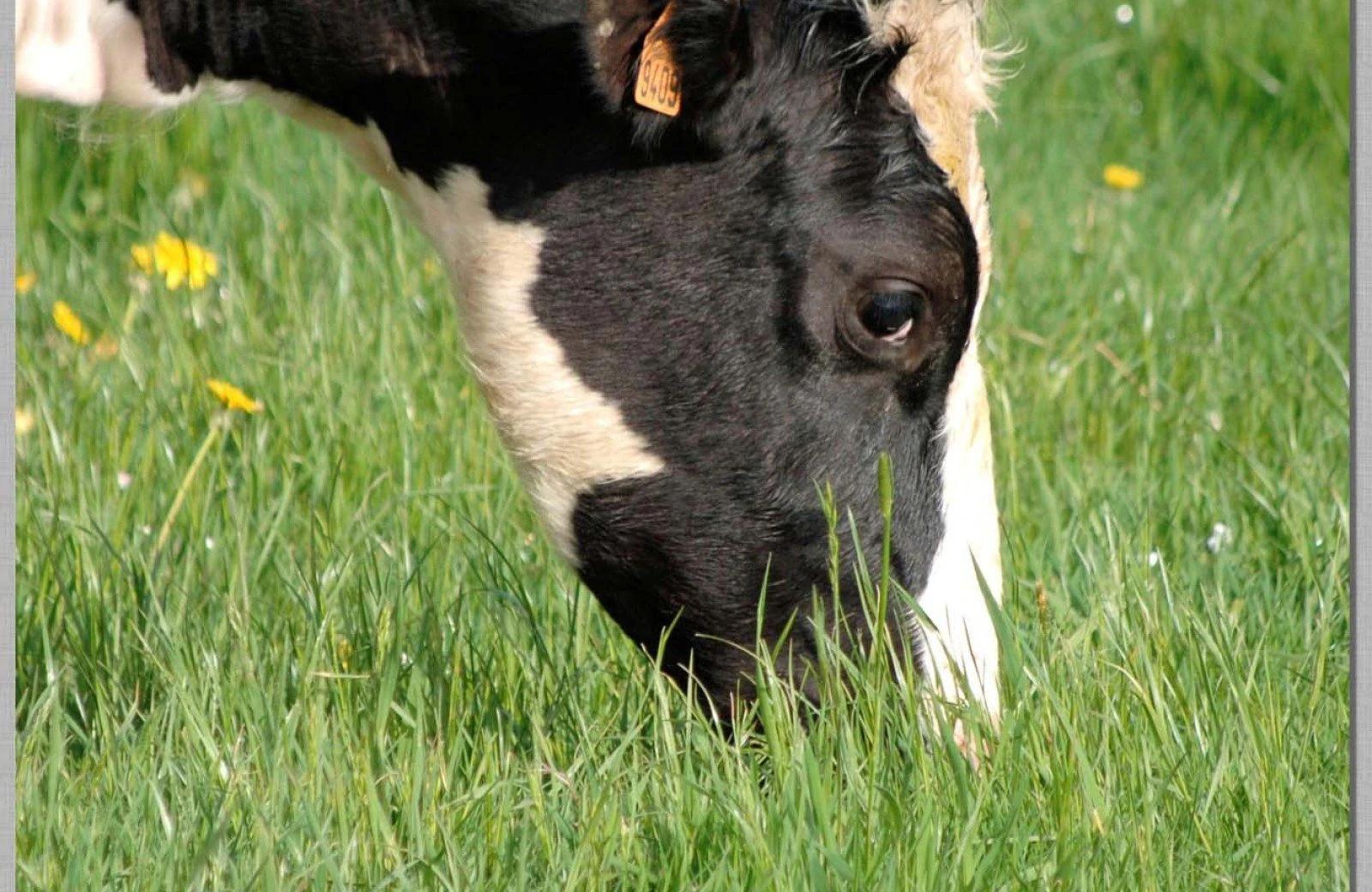 Cow